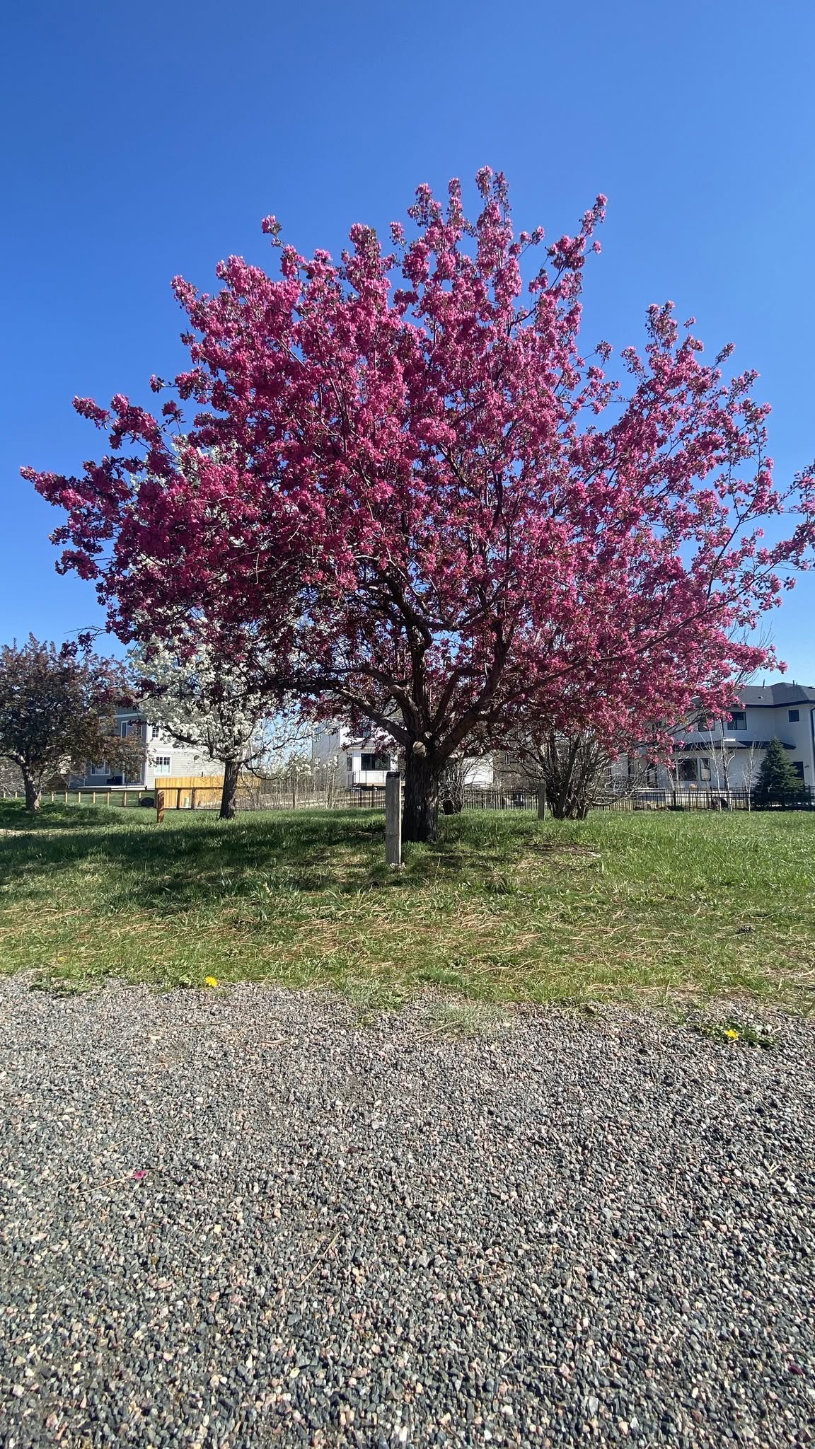 Arboretum Tree blooming with pink flowers 