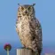 Great Horned Owl on a Perch