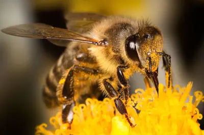 bee on flower covered in pollen