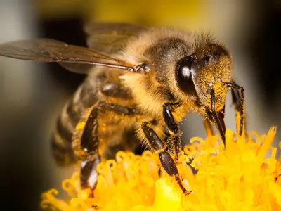 bee on flower covered in pollen