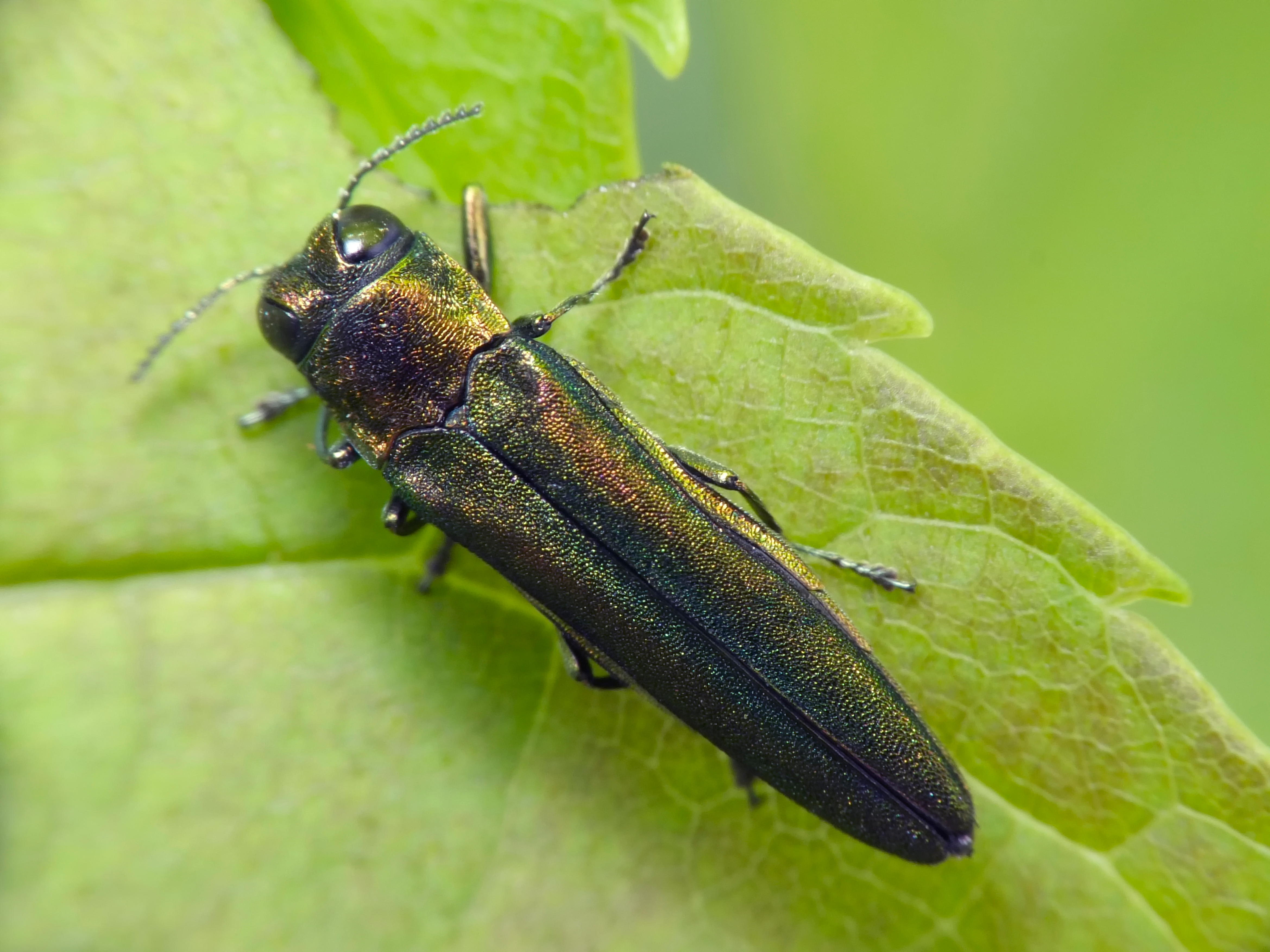 Close up of a Emerald Ash Borer Beetle