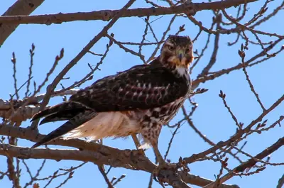 hawk on tree branch looking at camera