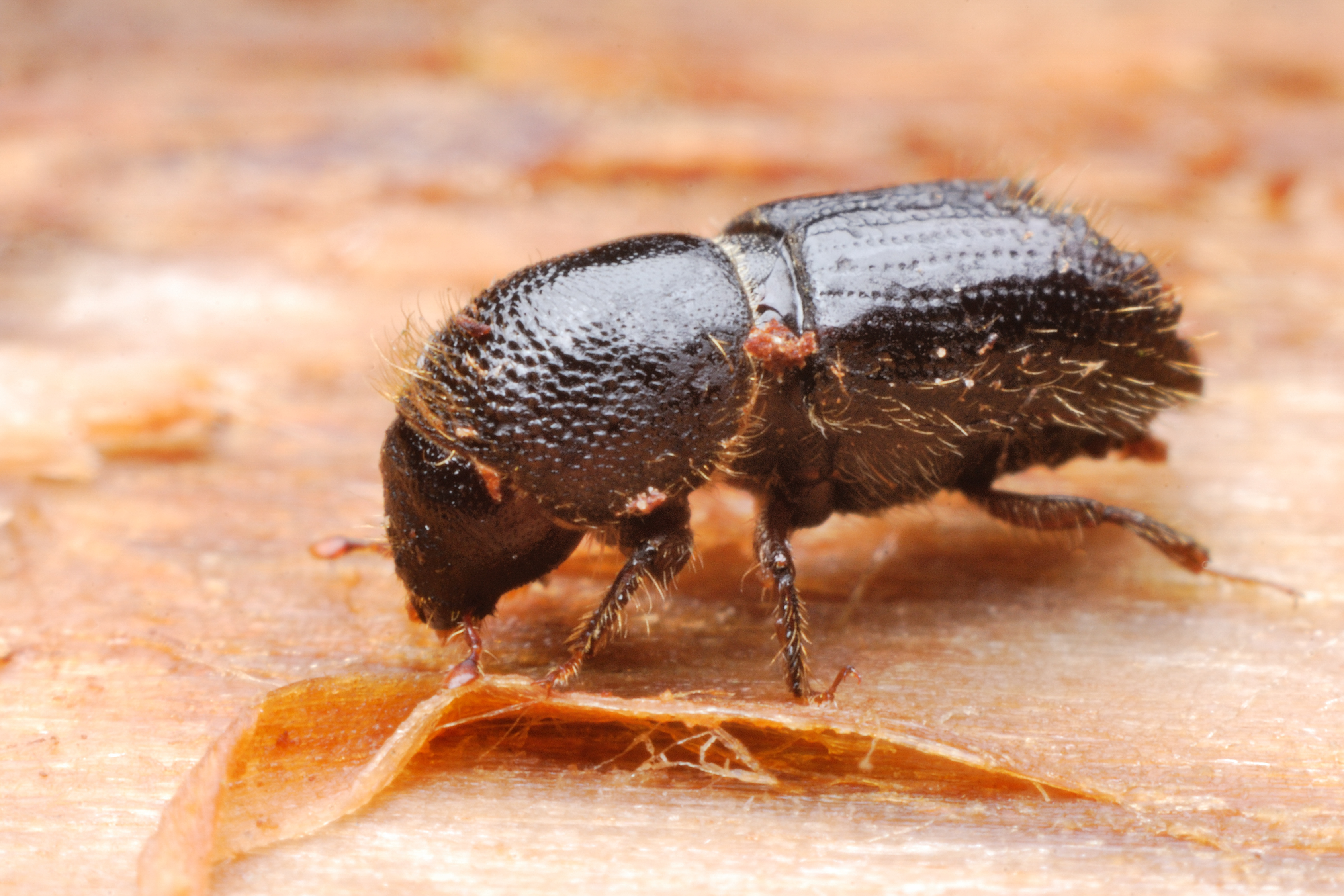 Close up of a IPS Bark (Engraver) Beetle